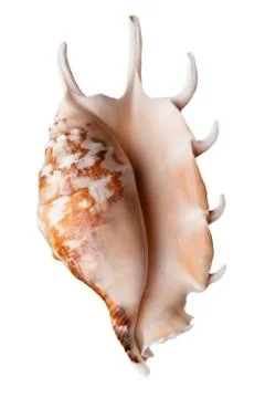 Empty sea shell Stock Photos