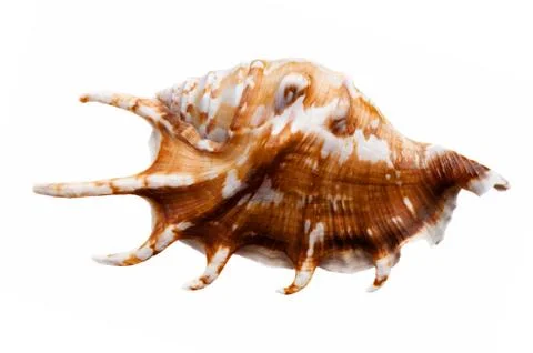 Empty sea shell Stock Photos