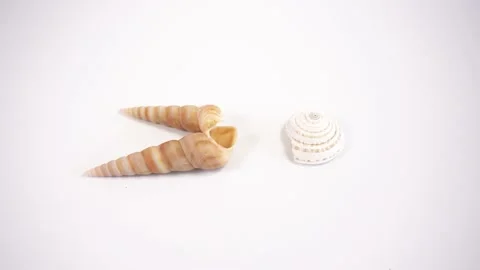 Empty sea shells on white background Stock Footage 154617188