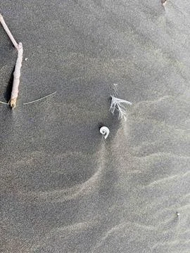 Empty seashell on a beautiful sandy beach in Piha, New Zealand Stock-Fotos