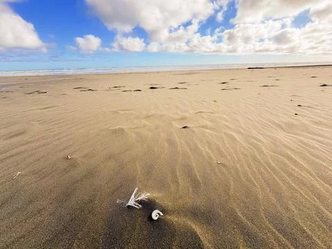 Empty seashell on a beautiful sandy beach in Piha, New Zealand Stock-Fotos