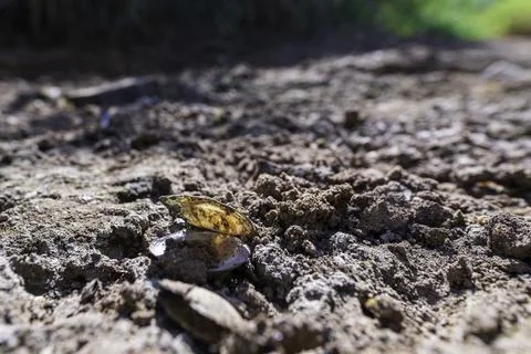 An empty seashell in a dried-up riverbed Stock Photos