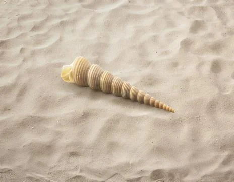 Empty seashell isolated on the sand, beach, sea Stock Photos