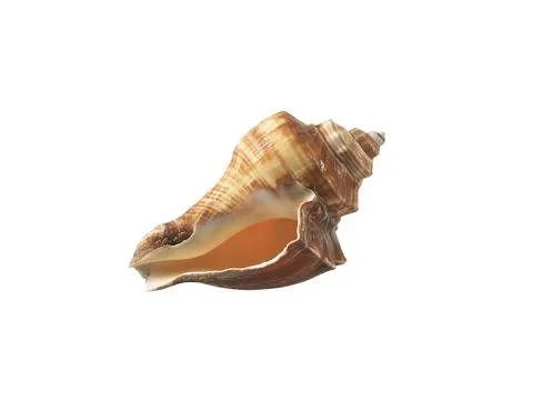 Empty seashell isolated on white background Stock Photos