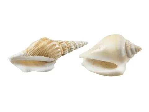 Empty seashell isolated on white background Stock Photos