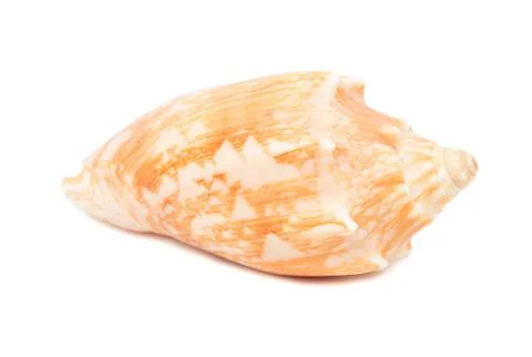Empty seashell Stock Photos