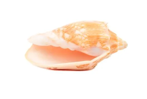 Empty seashell Stock Photos