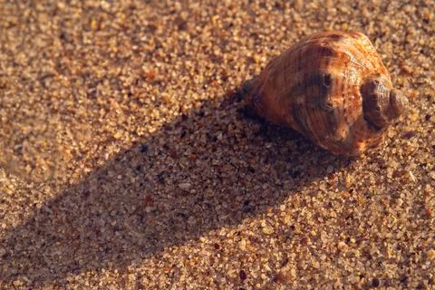 Empty seashell on the sand. Rapan on the sand Stock Photos