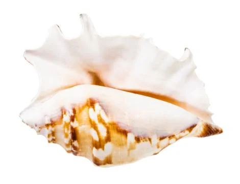 Empty seashell of sea snail isolated on white Stock Photos