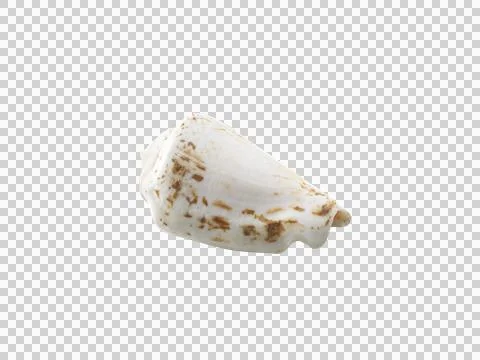 Empty seashell, transparent background 스톡 일러스트