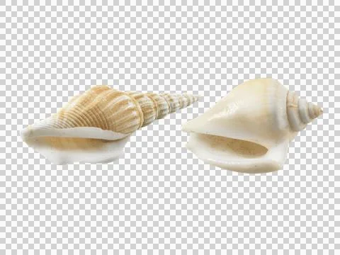 Empty seashell, transparent background イラスト素材