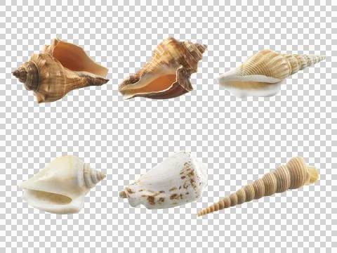 Empty seashell, transparent background 스톡 일러스트