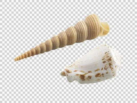 Empty seashell, transparent background 스톡 일러스트