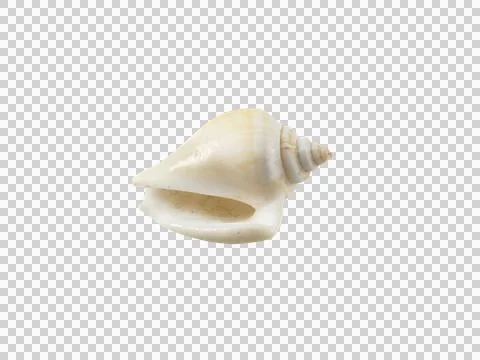 Empty seashell, transparent background Stockillustratie