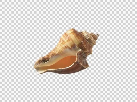 Empty seashell, transparent background イラスト素材