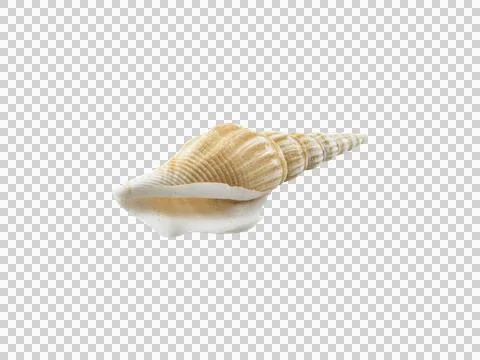 Empty seashell, transparent background イラスト素材