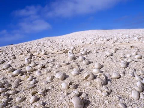 Empty seashells on beach, Graciosa, Canary Islands, Spain Stock Photos