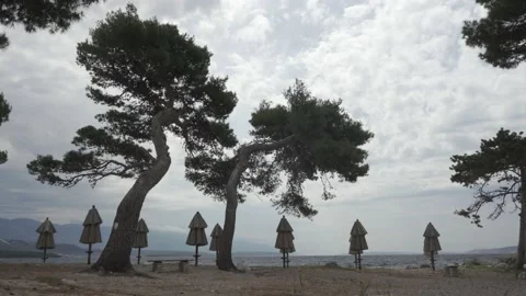 Empty seaside with huge trees and closed umbrellas. No people due to covid. Stock Footage 142077681