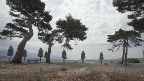 Empty seaside with huge trees and closed umbrellas. No people due to covid. Stock Footage 142078173