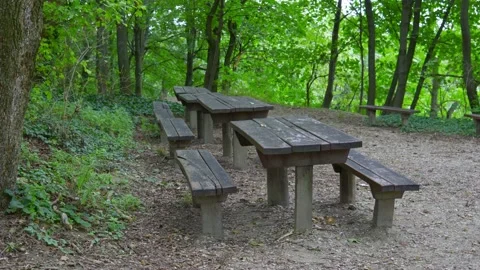 Empty seat wood with table bench in the summer forest with green plant, trip Stock-Footage 208865943