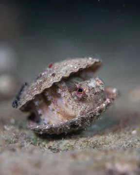 An empty shell with a black eye sits on the sand Stock Photos