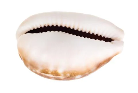 Empty shell of cowry isolated on white Stock Photos