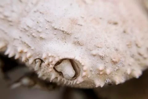 Empty shell crab pale beige on the beach Stock Photos