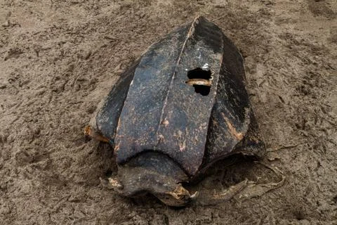 Empty shell of a dead Leatherback sea turtle (Dermochelys coriacea) at a beac Stock Photos
