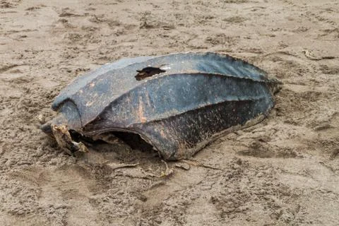Empty shell of a dead Leatherback sea turtle (Dermochelys coriacea) at a beac Foto stock