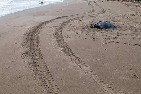 Empty shell of a dead Leatherback sea turtle (Dermochelys coriacea) at a beac Fotos de archivo