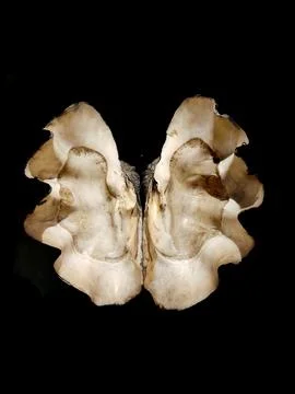 Empty shell of giant clam 库存照片