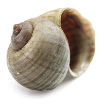 Empty shell of a grape snail Stock Photos