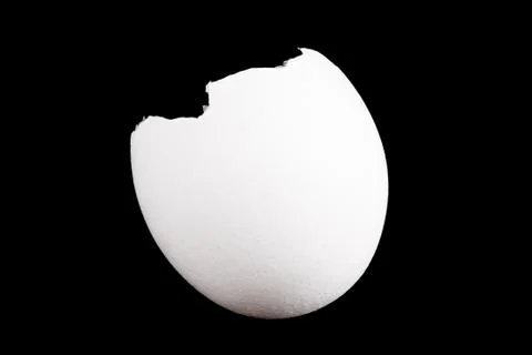 Empty shell isolated on black background Stock Photos