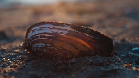Empty shell lays on the sand on the rivers coast during sunset Stock Footage 325037717