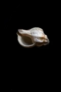 Empty shell of old snai Stock Photos