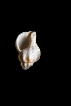 Empty shell of old snai Foto stock