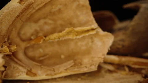 An empty shell of Pecans. The Camera Slides Through them. Dolly slider extreme c Video stock 228669341