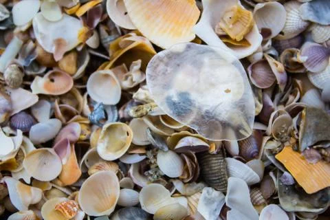 Empty Shell Stock Photos