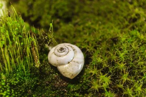 Empty shell of a river snail lying on a green moss Stock Photos