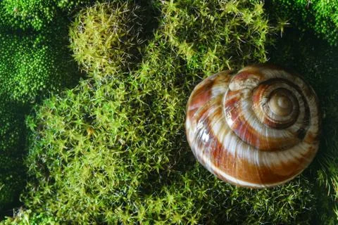 Empty shell of a river snail lying on a green moss Stock-Fotos