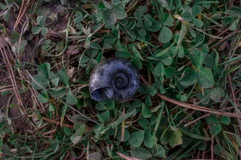 Empty shell of a river snail lying on a green grass close-up Stock Photos