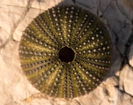 Empty shell of a sea hedgehog Stock Photos