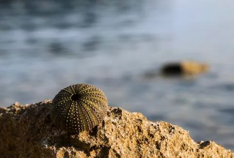 Empty shell of a sea hedgehog Foto stock