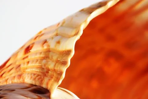Empty shell of sea snail, Atlantic triton trumpet, Charonia variegata from se Free Stock Photos