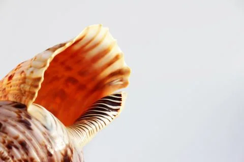 Empty shell of sea snail, Atlantic triton trumpet, Charonia variegata from se Free Stock Photos