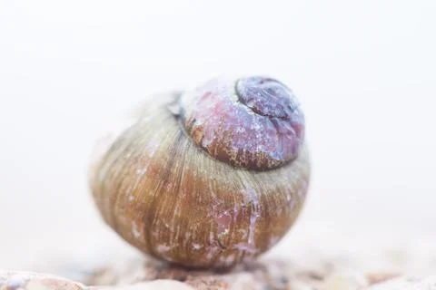 Empty shell snail helix closeup Stock Photos