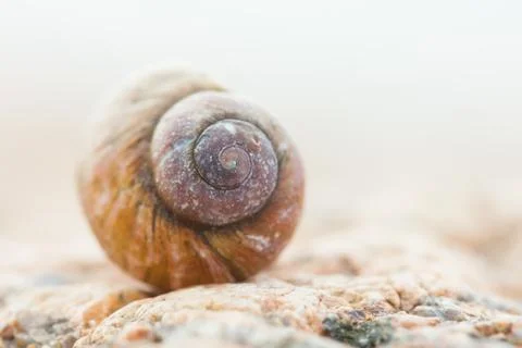 Empty shell snail helix closeup Stock Photos