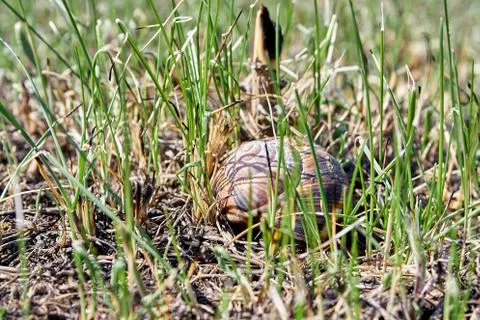 An empty shell of a snail lies on a burnt grass Stock Photos