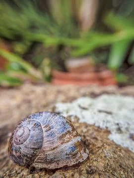 Empty shell of a snail on a rock in a garden, in the eastern Andean mountains Stock Photos
