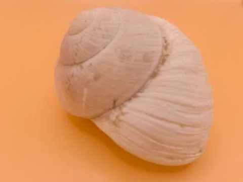 Empty shell of the vine snail Stock Photos